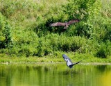 cropped IMG_0800.jpg