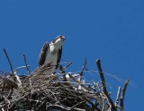 IMG_0991 cropped.jpg