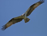 IMG_1005 cropped.jpg