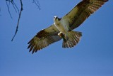 IMG_1117.jpg