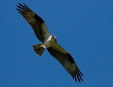 IMG_1122 cropped.jpg