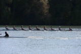 Regatta-5047.jpg