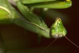 mantis looking this way.jpg