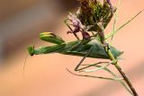 poised mantis.jpg