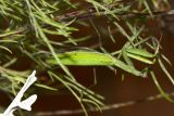 stalking mantis.jpg
