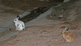 House rabbits