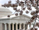 Through the Cherry Blossoms