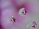 Poetry in Motion (7th place, Water Droplets/Bubbles Challenge)