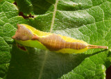 Puss Moth caterpillar