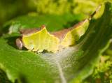 Puss Moth caterpillar