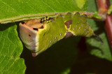 Puss Moth caterpillar