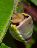 Puss Moth caterpillar