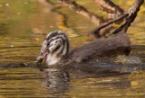 Great Crested Grebe (juvenile)