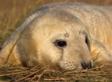 Atlantic Grey Seal