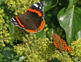Red Admiral & Comma