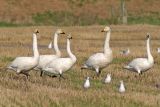 Whooper Swans