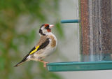 Goldfinch