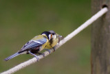 Great Tit