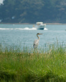 Grey Heron