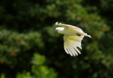 Great sulphur crested Cockatoo