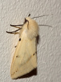 Buff Ermine