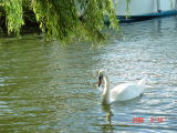 The Royal Swan-Windsor