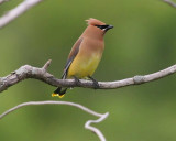 Cedar Waxwing