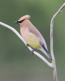 Cedar Waxwing