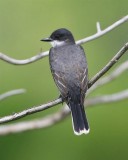 Eastern Kingbird