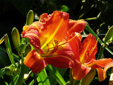 Day Lily No. 3