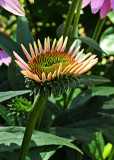 Echinacea Bud