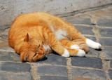 Sunning Tabby in Chartres