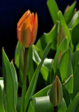 Orange Tulip and New Buds