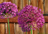 Allium Blossoms