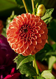 A Little Dahlia Will Do You