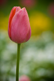 Tulip - Centennial Park