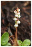 Pyrola minor