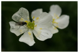 Ranunculus platanifolius