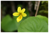 Viola biflora