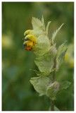  Rhinanthus alectorolophus 