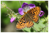 Boloria euphrosyne