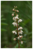 Pyrola rotundifolia