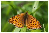 Argynnis adippe