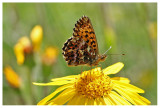 Boloria titania