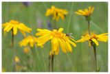 Arnica montana