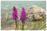 Dactylorhiza majalis subsp. alpestris