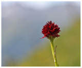 Nigritella austriaca