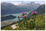 Centaurea nervosa