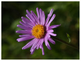 Aster alpinus