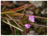 Epilobium anagallidifolium